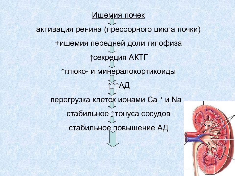 Что означает паренхимы почек