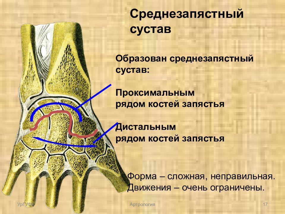 Соединения костей запястья. Кости кисти лучезапястный сустав анатомия. Среднезапястный сустав, articulatio mediocarpalis. Среднезапястный сустав характеристика. Кости образующие среднезапястный сустав.