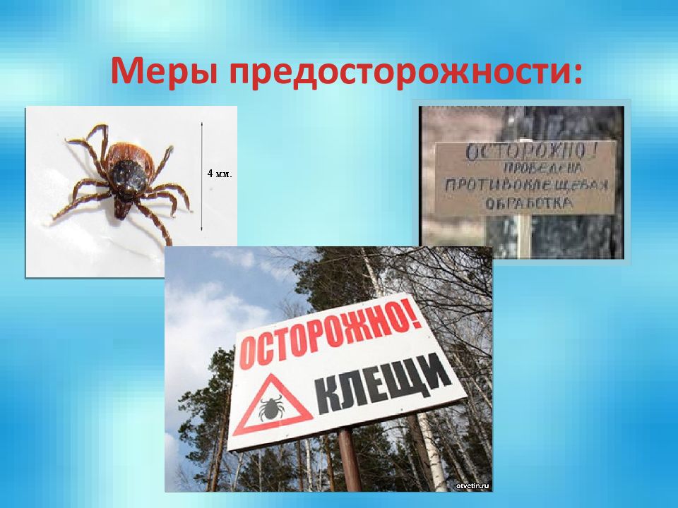 Клещевой энцефалит обж 6 класс