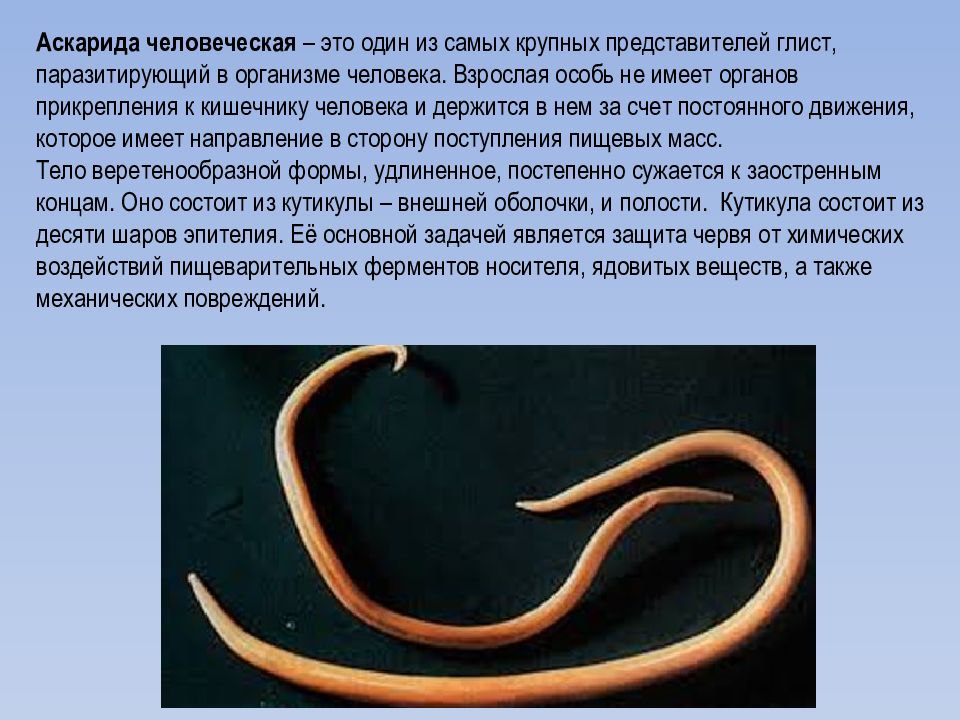 К какому типу животных относят аскариду. Аскариды ленточные черви. "Аскарида" человеческая гельминт. Круглые черви аскарида человеческая.