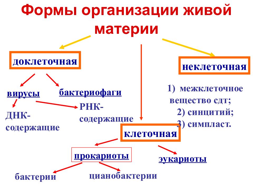 Формы материи. Две формы клеточной организации живой материи. Формы организации живой материи гистология. Формы организации живой материи цитология. Формы организации живого.