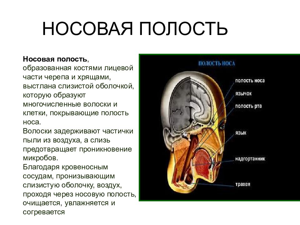 Полость носа выстлана