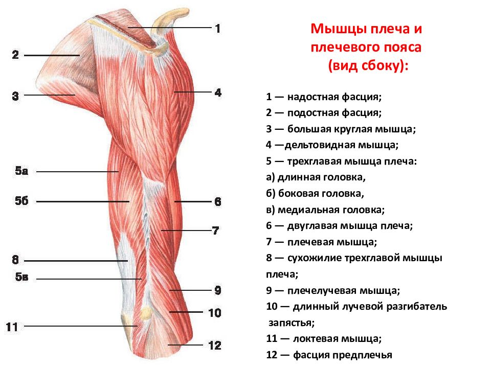 Мышцы плеча и предплечья рисунок с подписями