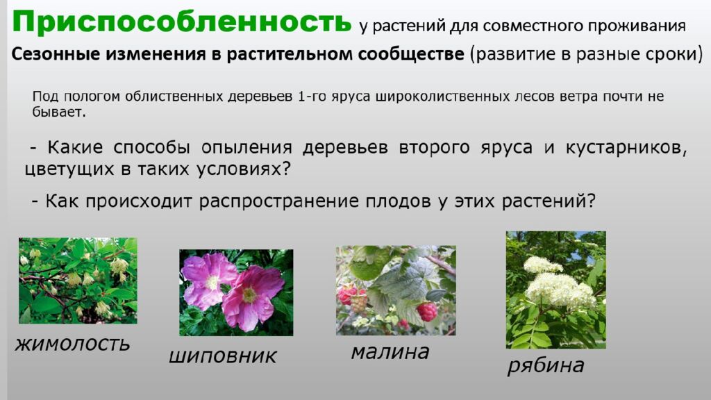 Структура растительного сообщества