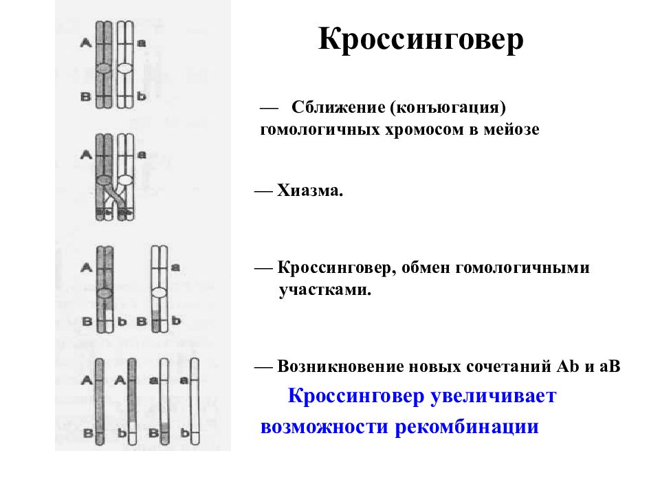 Три пары гомологичных хромосом. Механизм кроссинговера и конъюгации. Схема кроссинговера. Конъюгация и кроссинговер. Схема процесса кроссинговера.