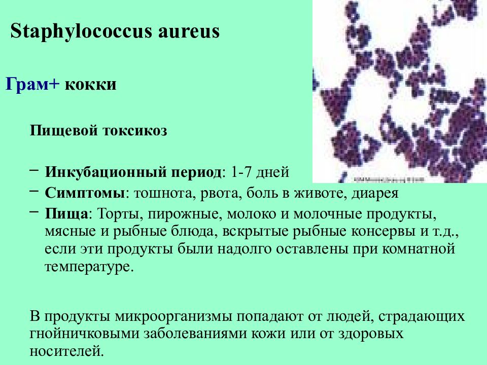 Составьте цепочку инфекционного процесса для staphylococcus aureus схема