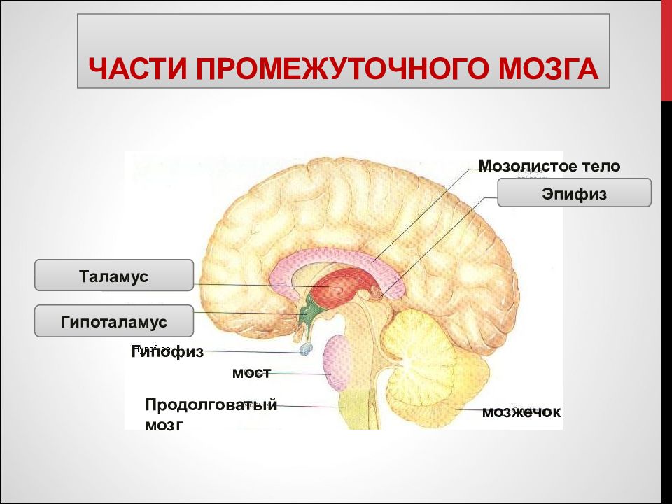 Гипофиз эпифиз гипоталамус картинки