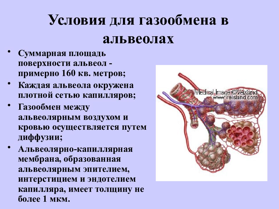 Газообмен между альвеолярным воздухом и кровью. Альвеолярно капиллярная мембрана. Особенности альвеол. Диффузия между альвеолами и кровью.