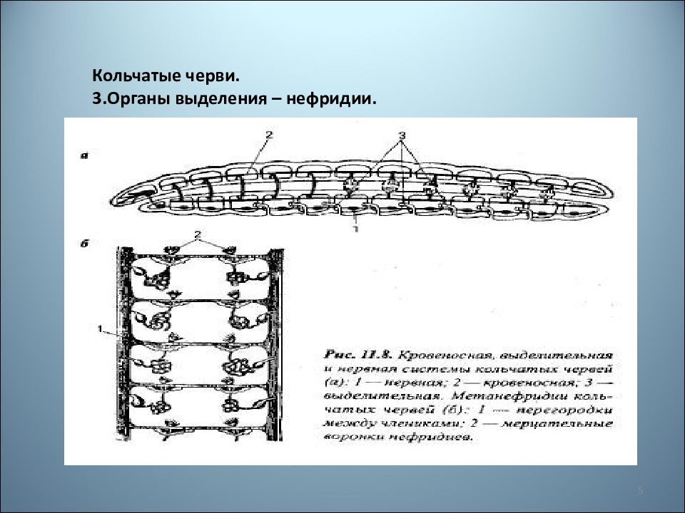 Выделительная система кольчатых червей