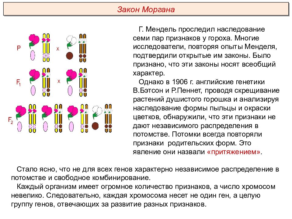 Закон менделя сцепленное наследование. Задачи на закон Моргана сцепленное наследование. Независимое комбинирование и сцепленное наследование. Морган закон сцепленного наследования опыты. Законы Менделя и Моргана.