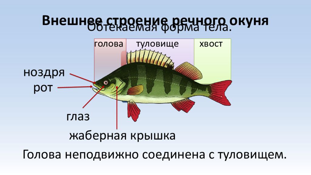 Описание окуня 1 класс. Внешнее строение речного окуня. Речной окунь строение. Биология 7 кд внешнее и внутреннее строение рыб. Внешнее строение рыбы окунь.