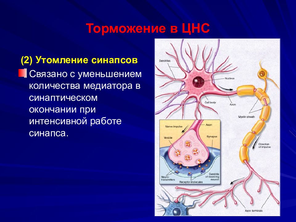 Торможение синапса. Утомление синапса. Синаптическое утомление. Утомляемость синапса. Синапсы ЦНС.