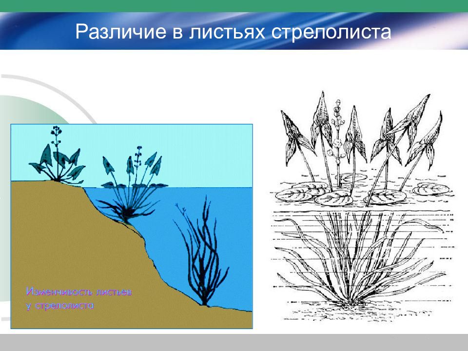 Рассмотрите рисунок стрелолиста обыкновенного найдите три вида листьев внешние особенности