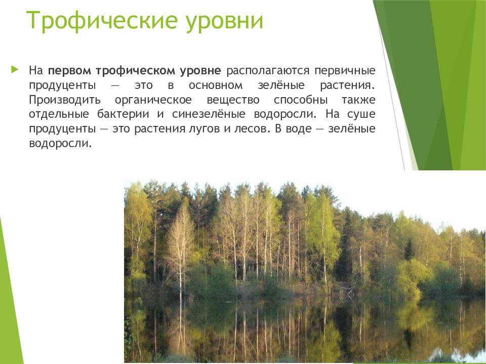 Трофические уровни