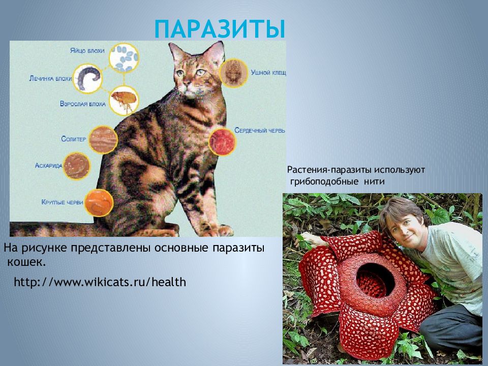 Презентация жизнедеятельность организмов 5. Жизнедеятельность организмов. Жизнедеятельность организмов презентация. Доклад на тему жизнедеятельность организмов. Жизнедеятельность организмов 5 класс биология.