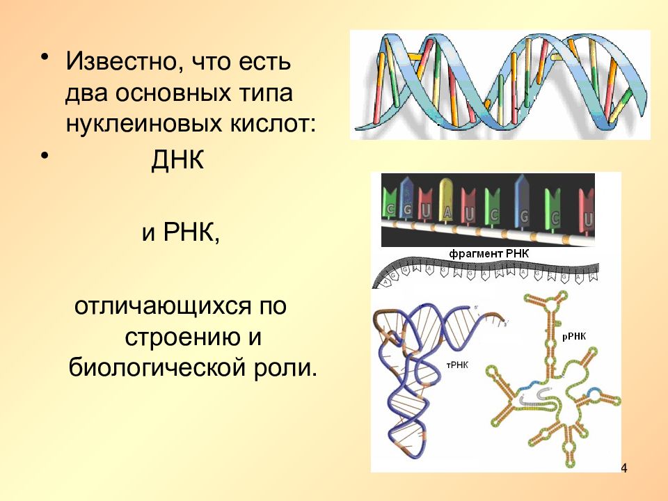 Нуклеиновые кислоты днк и рнк. Два типа нуклеиновых кислот. Существует 2 типа нуклеиновых кислот. Фрагмент ДНК. Фрагмент ДНК биологическая роль.