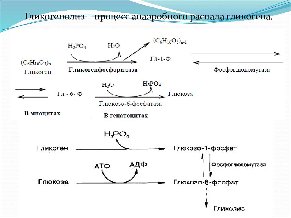 Гликогенолиз. Схему реакций распада гликогена до Глюкозы. Распад гликогена биохимия схема. Гликогенолиз формулы реакций. Схема распада гликогена до Глюкозы.