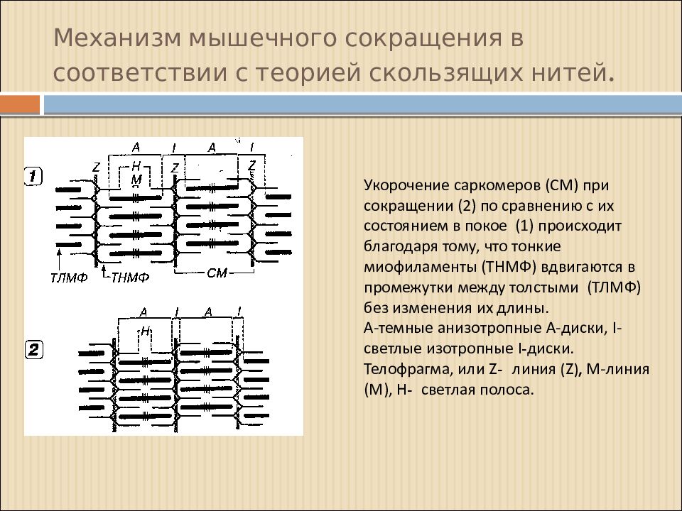 Почему происходит сокращение. Механизм мышечного сокращения саркомера. Саркомер теория мышечного сокращения. Механизм сокращения саркомера. Механизм сокращения сокрамера.