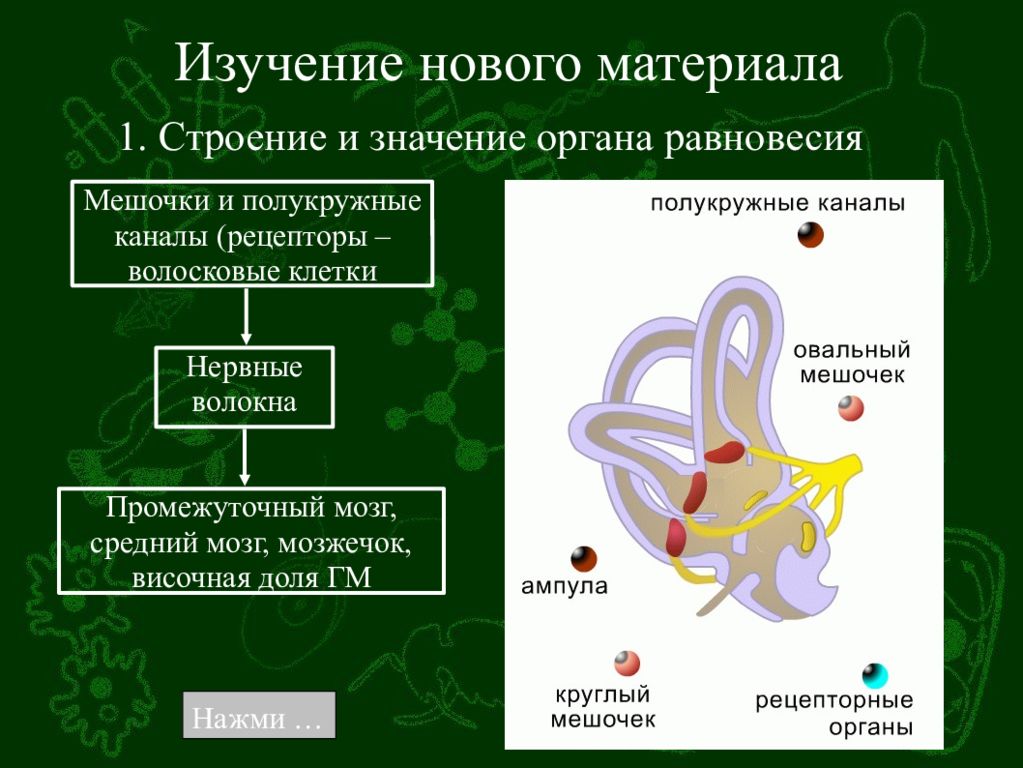 Вестибулярный анализатор мышечное чувство осязание презентация