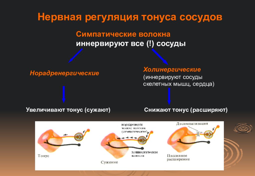 Регуляция сосудов. Нервный механизм регуляции тонуса сосудов. Регуляция Просветов кровеносных сосудов. Регуляция тонуса сосудов опыт Вальтера. Симпатическая регуляция сосудов.