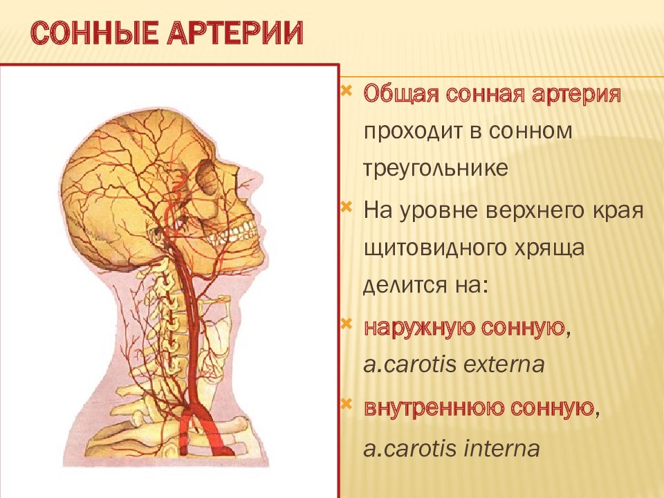 Сонная артерия. Общая Сонная артерия. Общая Сонная артерия делится на уровне.