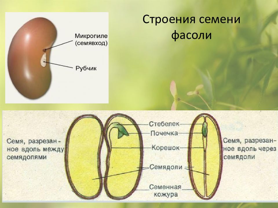 Строение семян — презентация