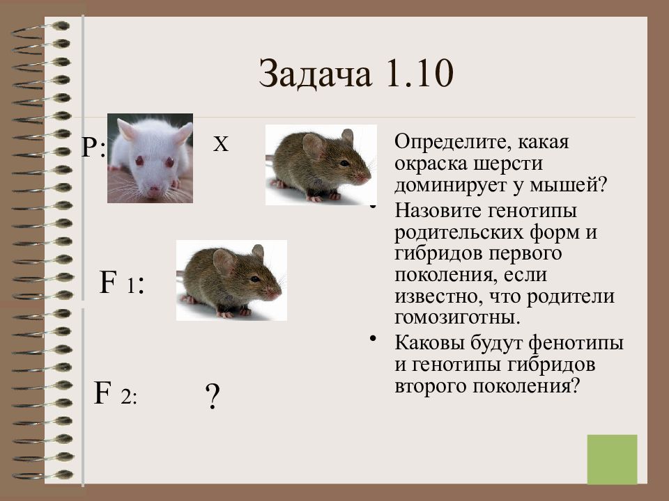 Рассмотрите схему определите какой признак белая или серая окраска шерсти доминирует у крыс