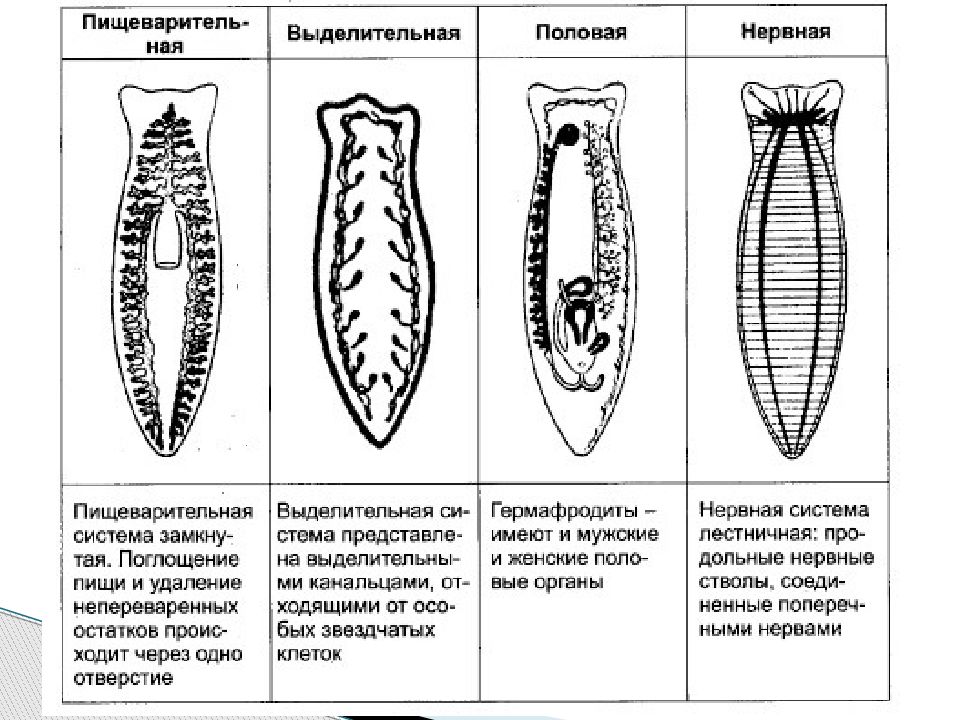 Картинки плоские черви 7 класс биология