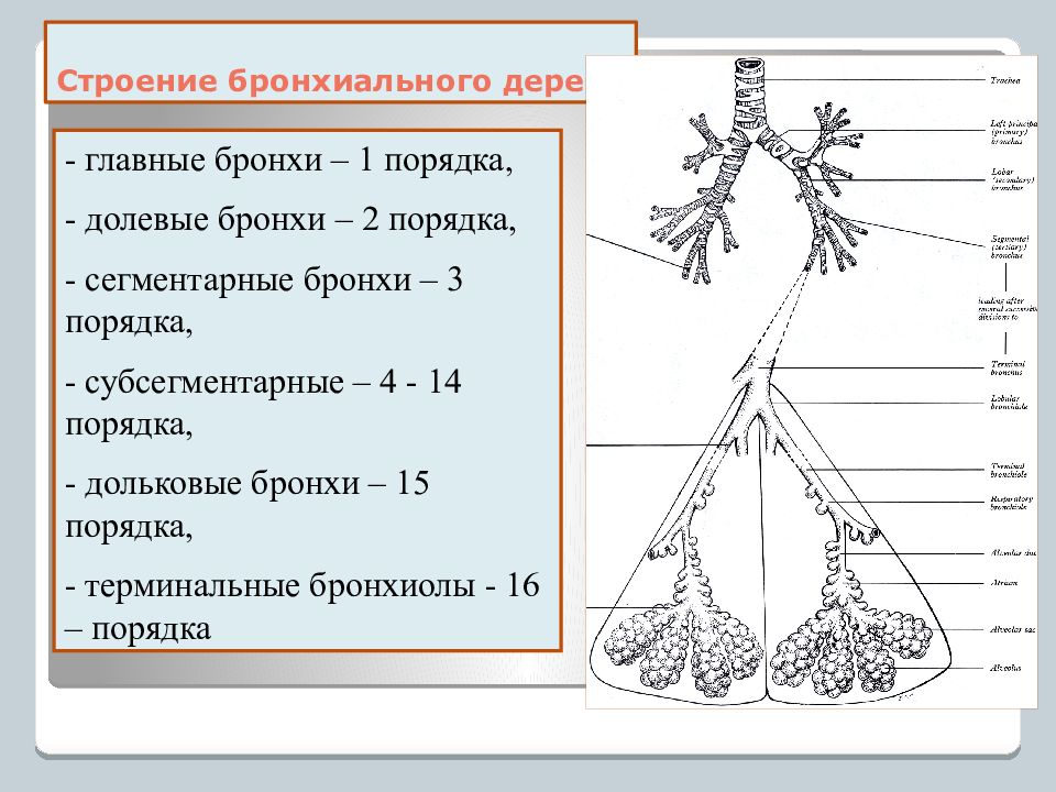 Содержит бронхи и бронхиолы. Трахея бронхи бронхиальное дерево. Альвеолярное дерево анатомия строение. Сегментарное строение бронхиального дерева. Строение бронхиального дерева.