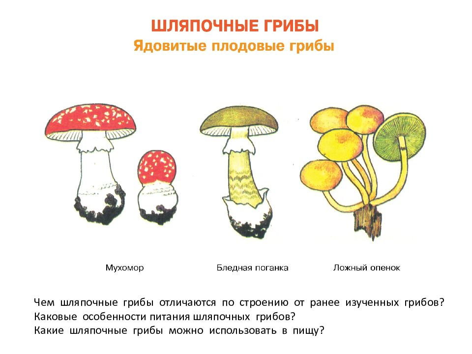 Три примера шляпочных грибов. Строение шляпочных грибов. Особенности строения шляпочных грибов. Строение шляпочного гриба. Шляпочные грибы таблица.