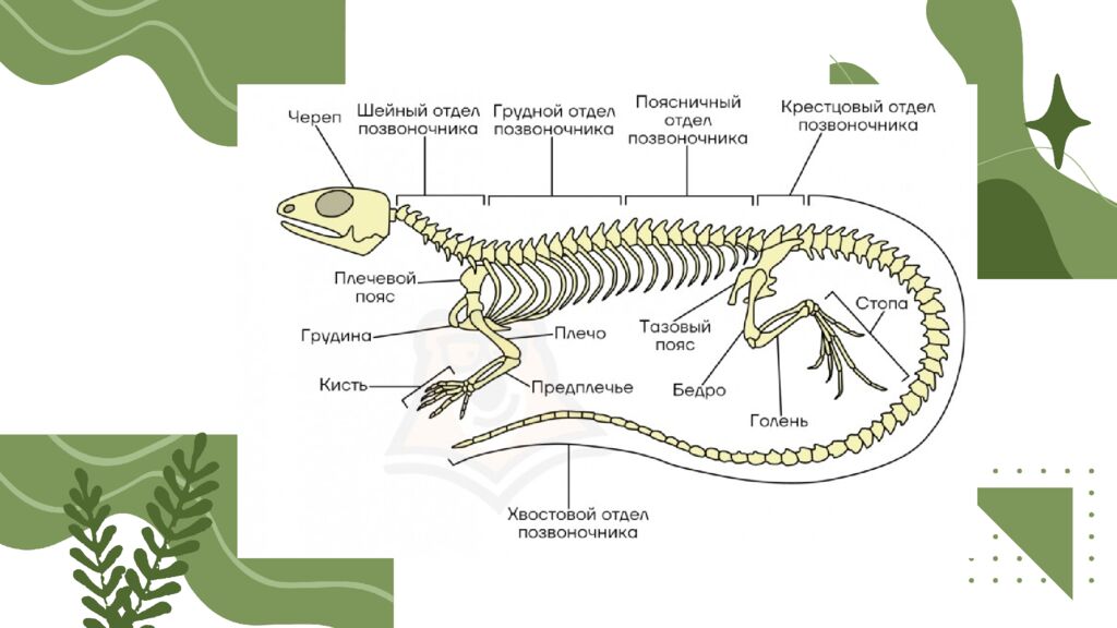 Общая характеристика пресмыкающихся
