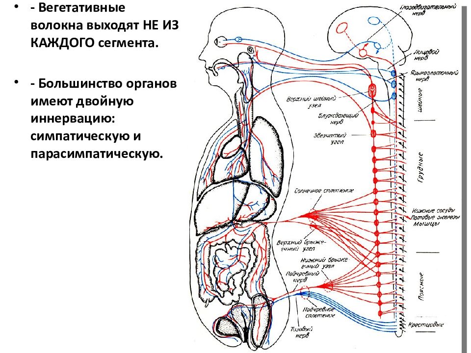 Симпатический отдел вегетативной нервной
