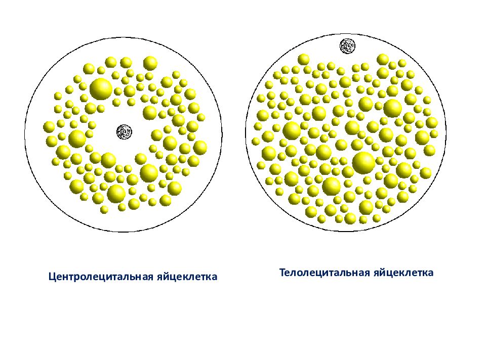 Типы яйцеклеток. Типы яйцеклеток алецитальные. Типы яйцеклеток изолецитальные. Изолецитальная яйцеклетка. Первичная изолецитальная яйцеклетка.