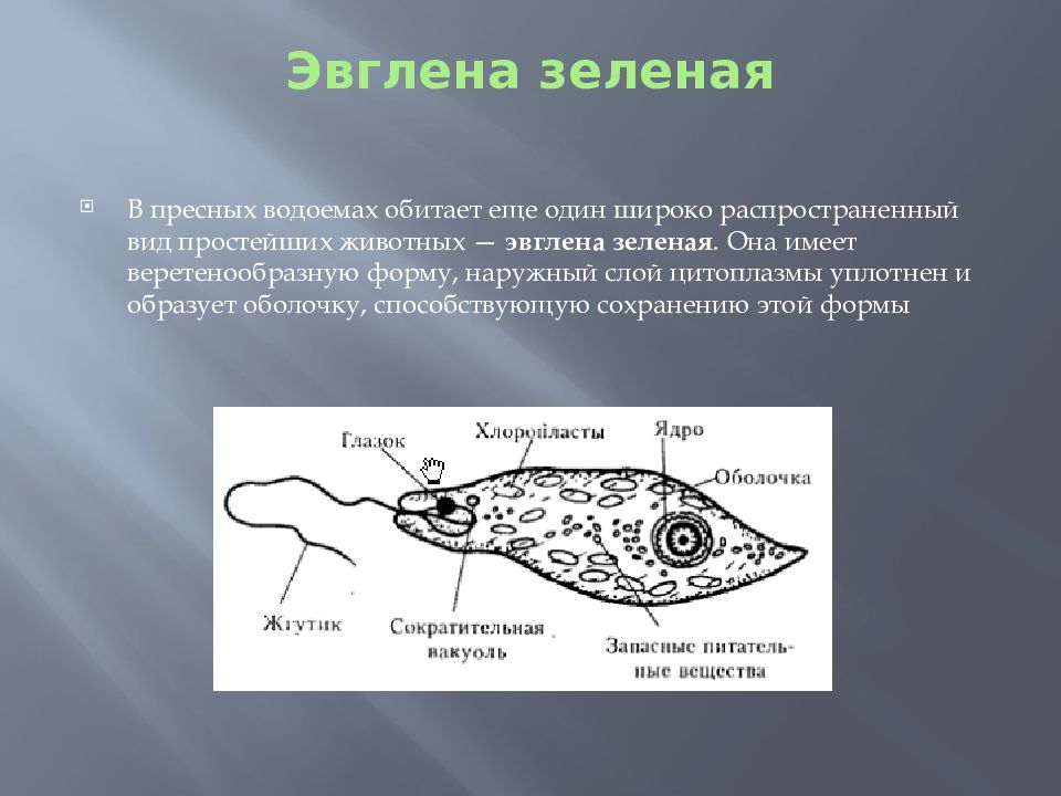 Как называется структура организма эвглены зеленой изображенная на рисунке под цифрой 2