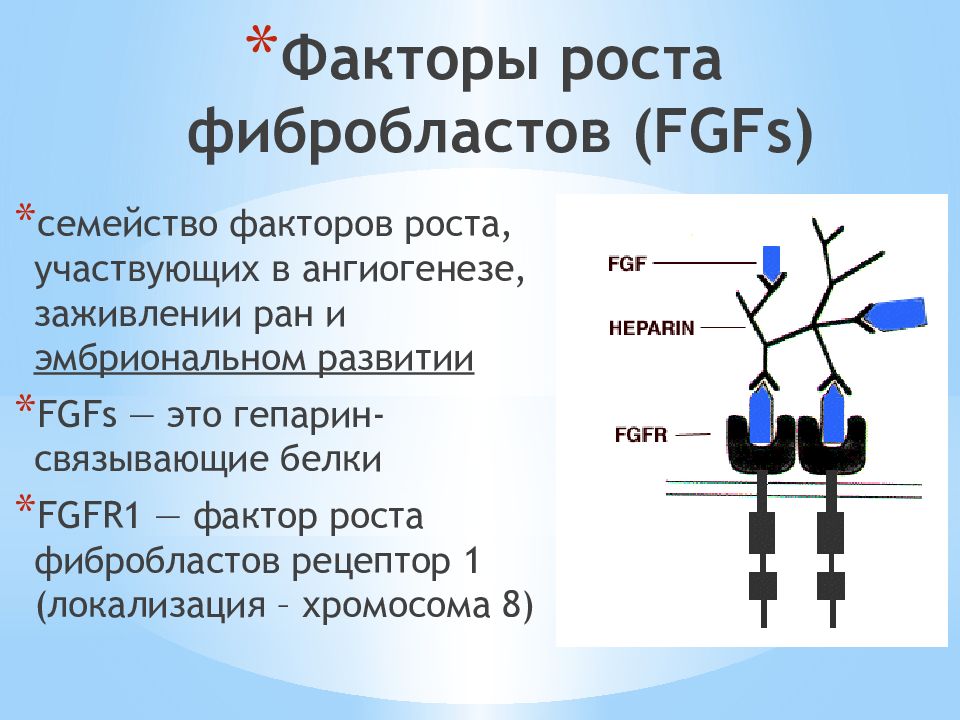 Фактор роста результаты. Фактор роста фибробластов 23. FGF фактор роста фибробластов. Факторы роста. Фактор роста фибробластов функции.