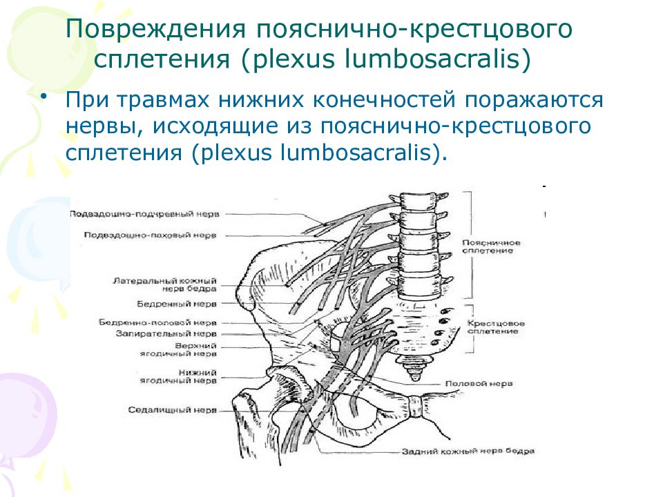 Область иннервации поясничного сплетения. Пояснично крестцовое сплетение иннервация. Топография ветвей поясничного сплетения. Поясничное сплетение анатомия схема. Нервы поясничного сплетения анатомия.