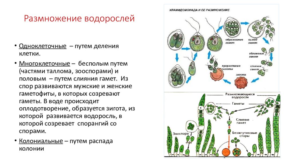 Среда размножения водорослей