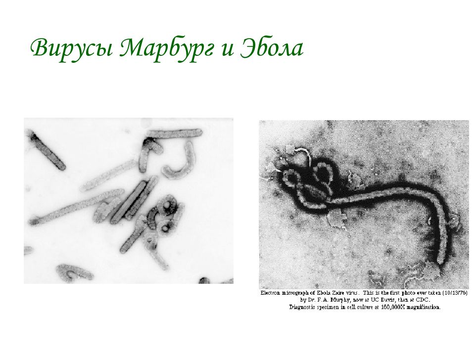 Буньявирусы микробиология презентация