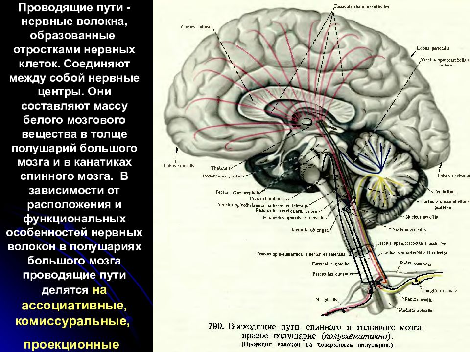 Нервные отростки головного мозга