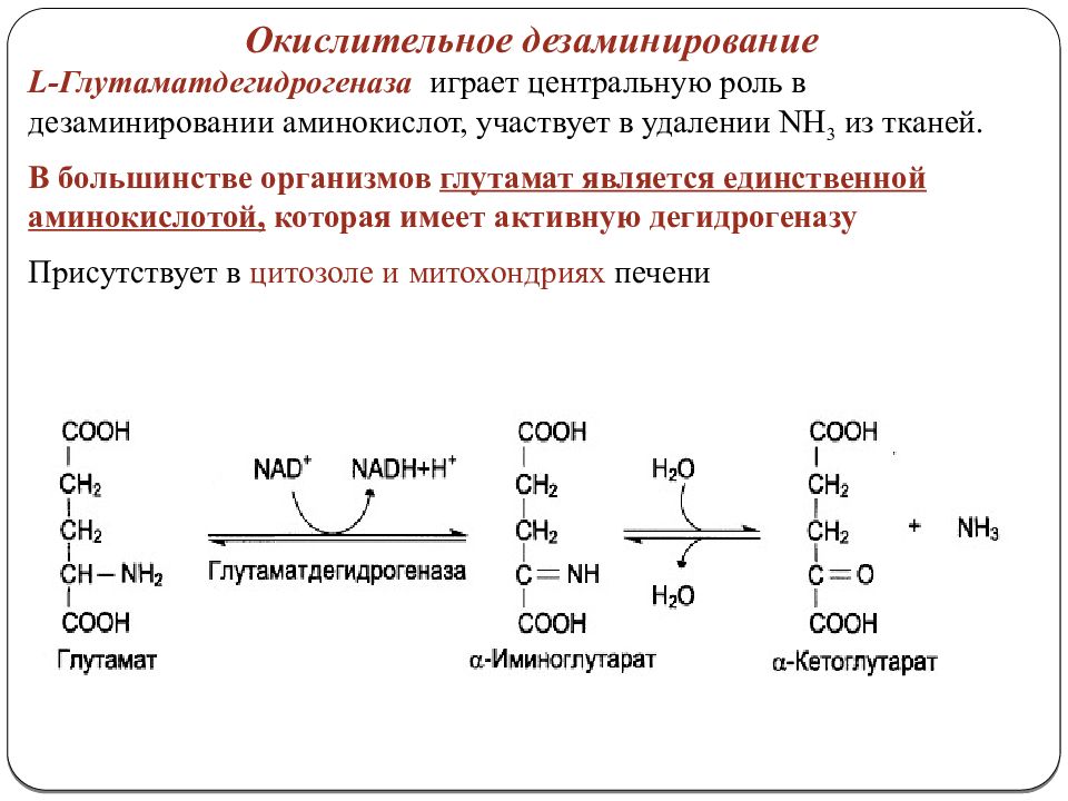 Окислительное дезаминирование схема