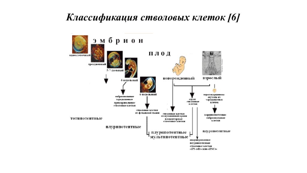 Классификация клеток. Классификация стволовых клеток кратко. Стволовые клетки классификация. Стволовая клетка классификация. Классификация стволовых клеток по источнику выделения.