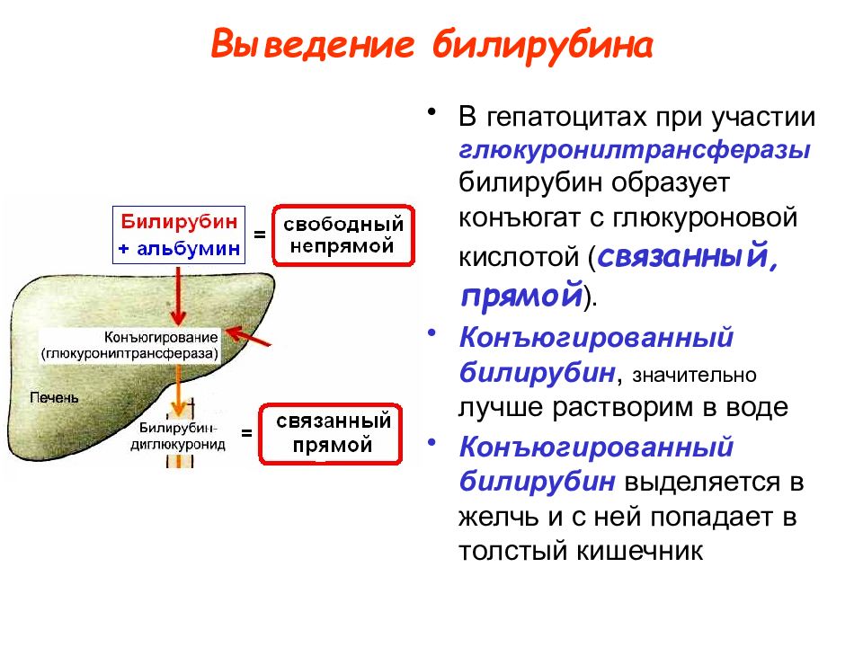 Выведение. Конъюгированный билирубин в основной массе поступает в. Выведение билирубина. Связывание билирубина с глюкуроновой кислотой. Билирубин прямой конъюгированный.