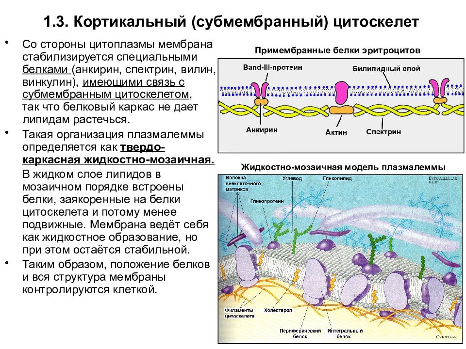 Свойства плазматической мембраны