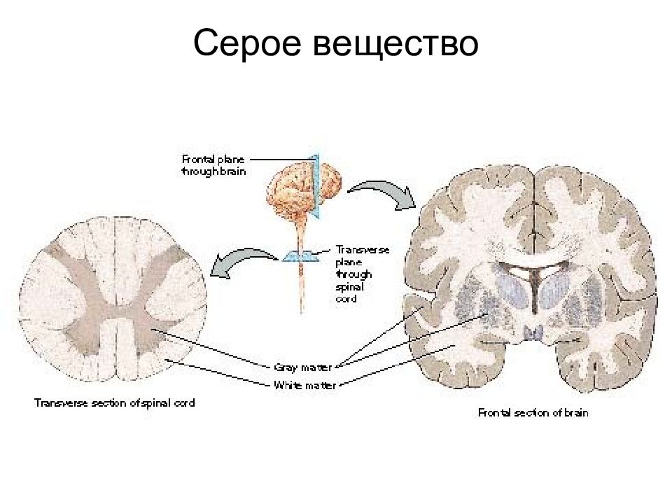 Какую функцию выполняет серое вещество мозга. Серое вещество ЦНС. Серое и белое вещество ЦНС. Серое вещество нервной системы образовано. Серое и белое вещество нервной системы.