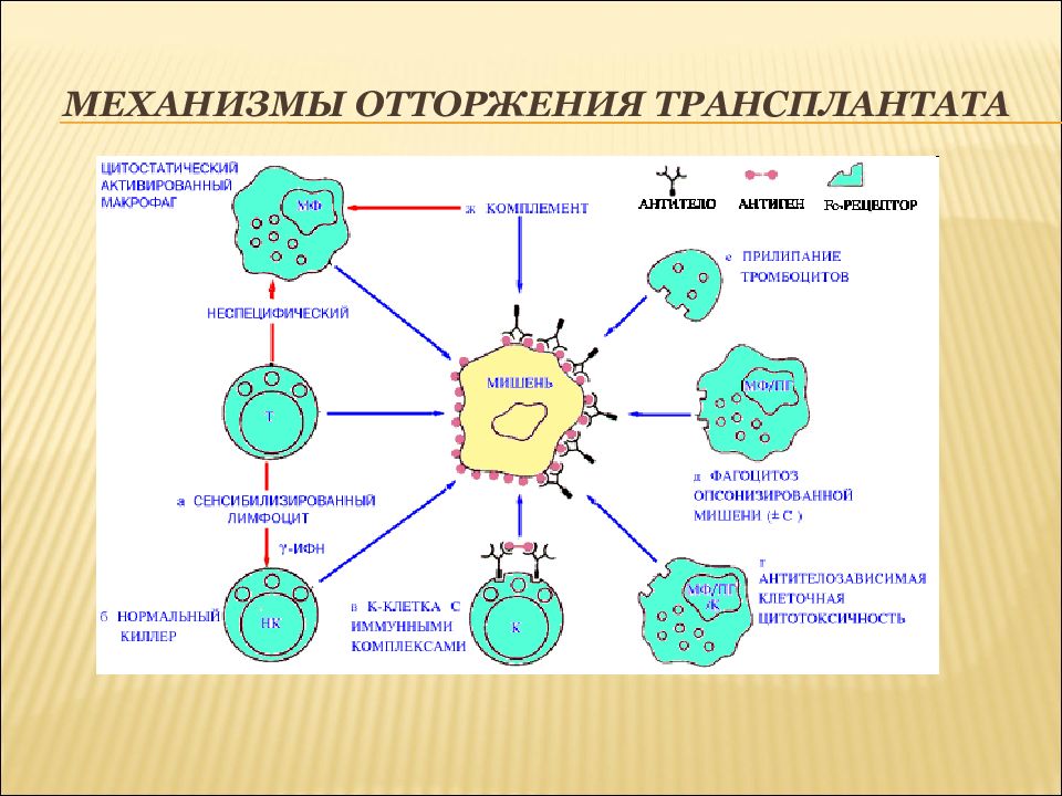 Противогрибковый иммунитет схема