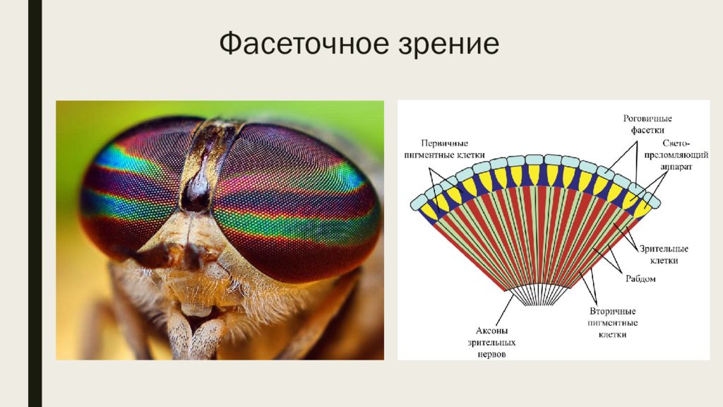 Фасеточное зрение презентация