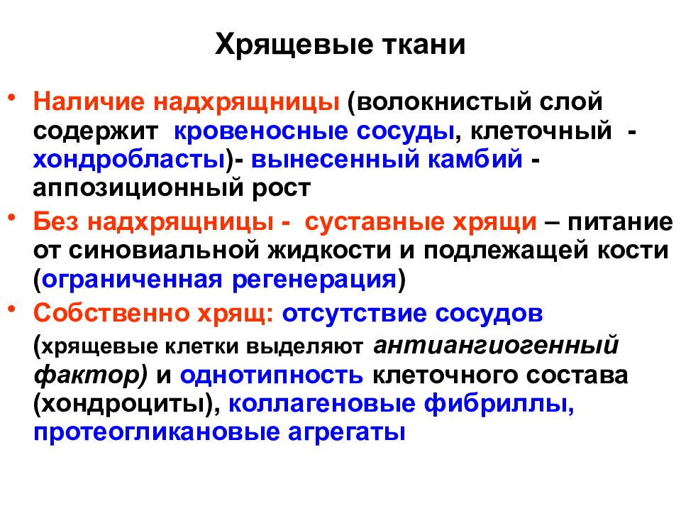 Наличие тканей. Волокнистый слой надхрящницы. Волокнистый и клеточный слой надхрящницы. Надхрящница строение и функции. Камбиальные клетки надхрящницы.