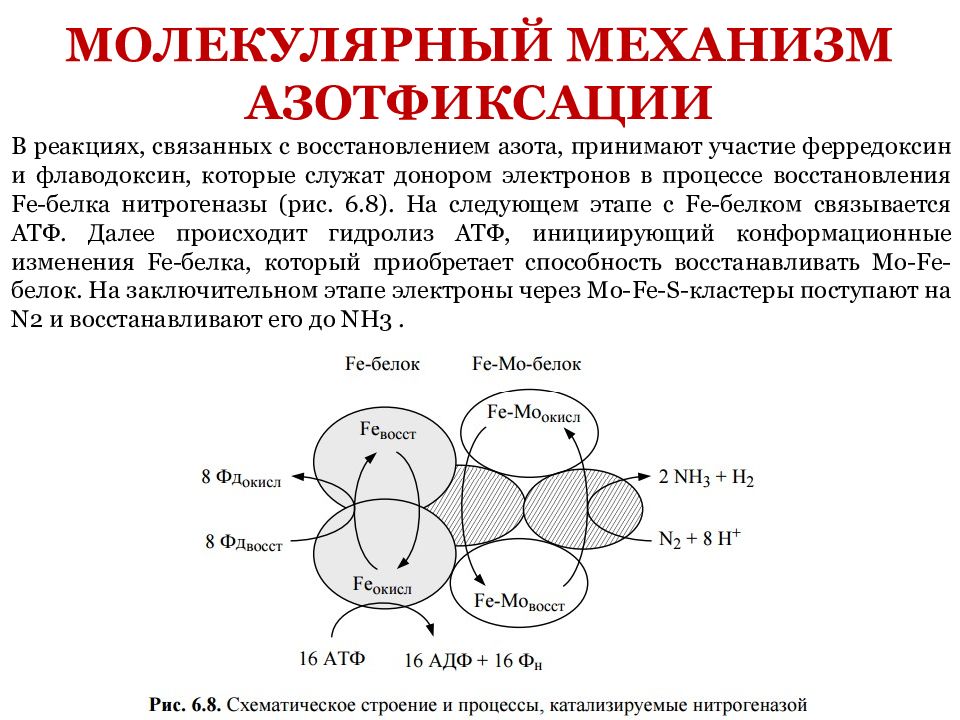 Разложение органических веществ. Схема процесса восстановления азота. Молекулярный механизм фиксации азота.. Ферредоксин. Азотфиксация реакция.