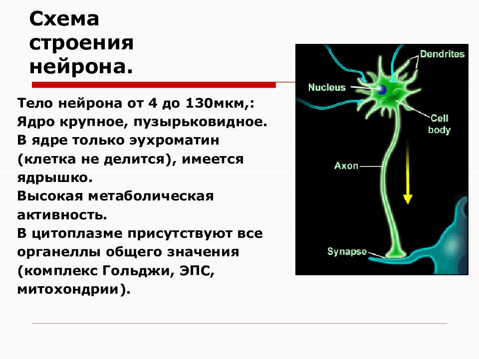 Тело нейрона. Нейрон ядрышко строение. Строение нервной клетки нейрона. Тело нейрона строение. Общий план строения нейрона.