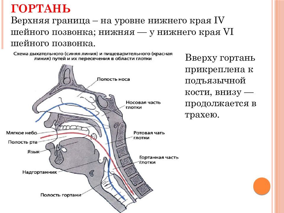 Находится на уровне в 4. Гортань переходит в трахею на уровне шейного позвонка:. Гортаноглотка анатомия уровни. Гортань топография строение.